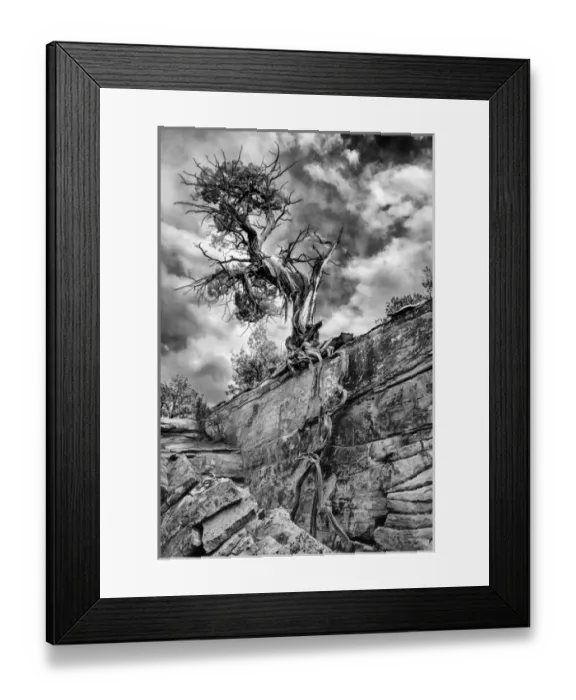 Framed Print : North America, USA, Utah. Black and white image of Desert Juniper tree (Juniperus