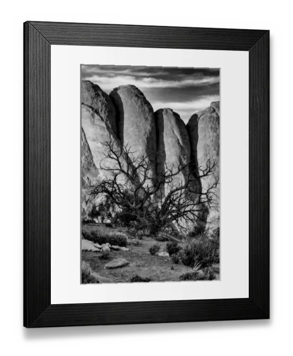 Framed Print : North America, USA, Utah, Arches National Park, Black and white image of gnarled Framed Print : North America, USA, Utah, Arches National Park, Black and white image of gnarled