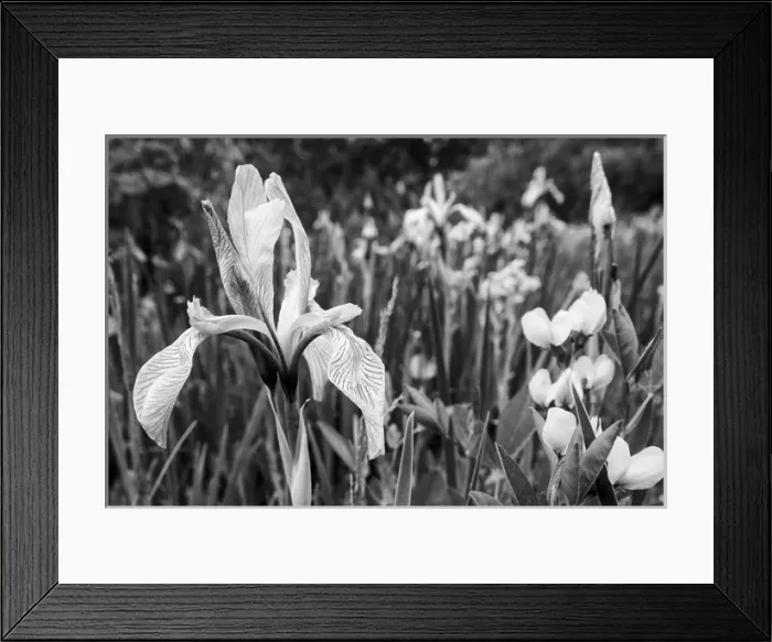 Framed Print : North America, USA, Utah. Black and white image of wild iris (Iris missouriensus)