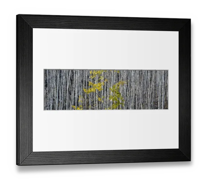 Framed Print : North America, USA, Utah. Mostly bare aspen trees on Boulder Mountain, UT Framed Print : North America, USA, Utah. Mostly bare aspen trees on Boulder Mountain, UT