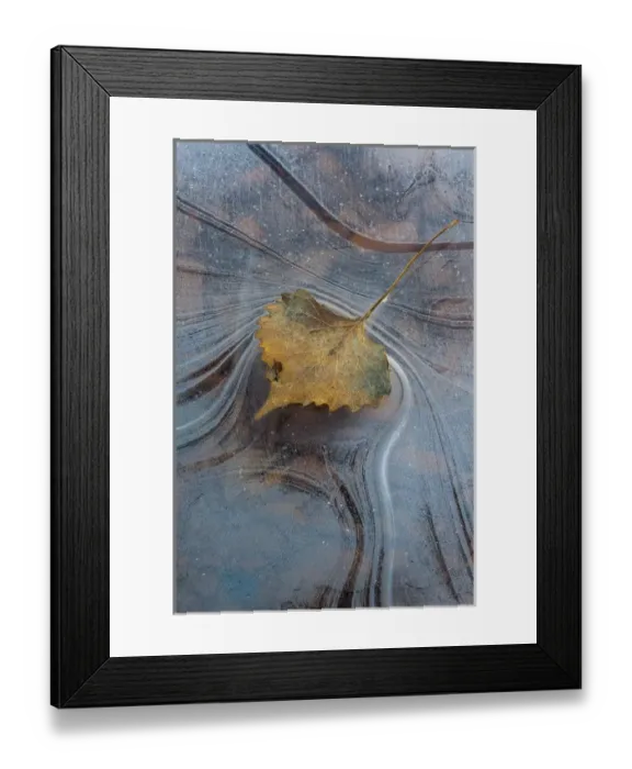Framed Print : North America, USA, Utah, Natural Bridges National Monument. Leaf with frozen ice pattern