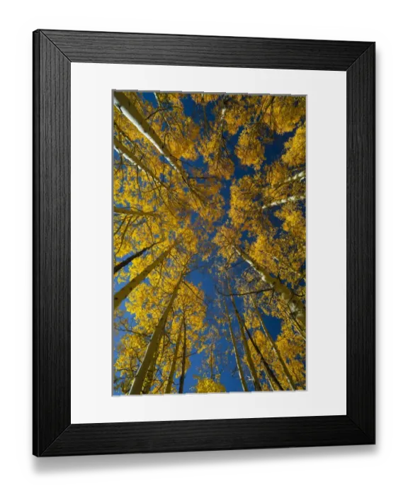 Framed Print : North America, USA, Utah, Autumn Aspen and Sky, Big Cottonwood Canyon, Wasatch Range, UT Framed Print : North America, USA, Utah, Autumn Aspen and Sky, Big Cottonwood Canyon, Wasatch Range, UT