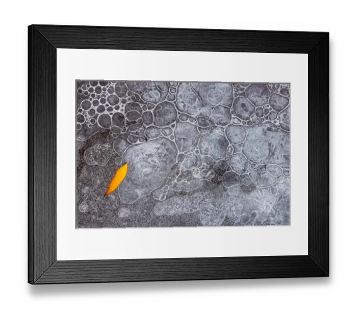 Framed Print : North America, USA, Utah. Leaf with frozen ice pattern, Mill Creek, Moab, UT
