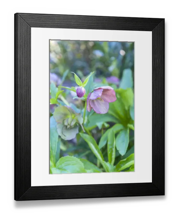 Framed Print : USA, Virginia, Williamsburg, Hellebore Framed Print : USA, Virginia, Williamsburg, Hellebore