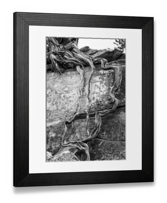 Framed Print : North America, USA, Utah. Black and white image of desert juniper tree (Juniperus Framed Print : North America, USA, Utah. Black and white image of desert juniper tree (Juniperus