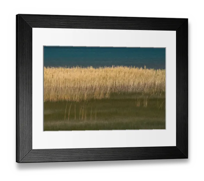 Framed Print : North America, USA, Utah. Grasses blowing in the breeze along the shore of Bear Lake Framed Print : North America, USA, Utah. Grasses blowing in the breeze along the shore of Bear Lake