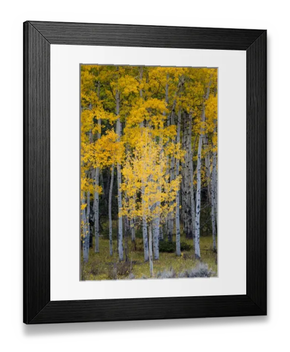 Framed Print : North America, USA, Utah. Yellow Aspen, Flaming Gorge national recreation Area, UT