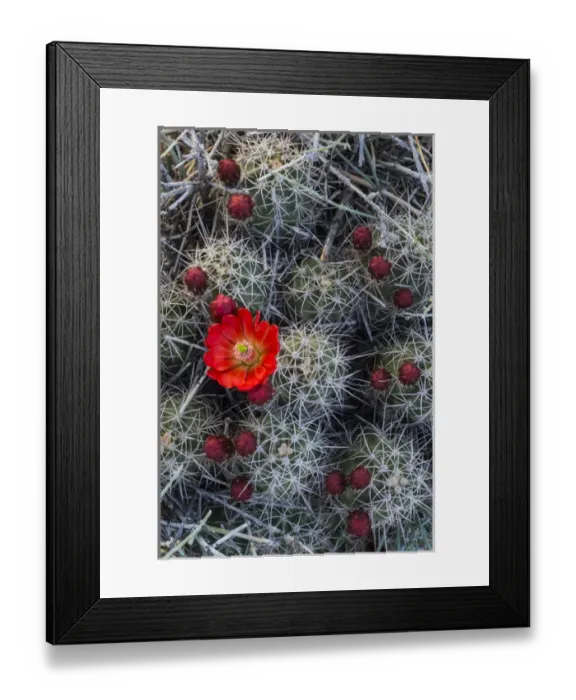 Framed Print : North America, USA, Utah, Arches National Park. Claretcup cactus (Echinocereus triglochidiatus) Framed Print : North America, USA, Utah, Arches National Park. Claretcup cactus (Echinocereus triglochidiatus)