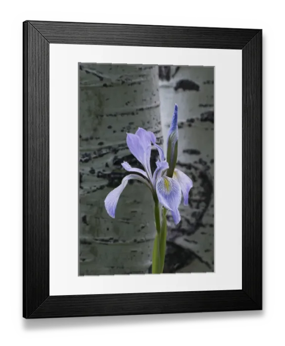 Framed Print : North America, USA, Utah, Manti-La-Sal National Forest Framed Print : North America, USA, Utah, Manti-La-Sal National Forest