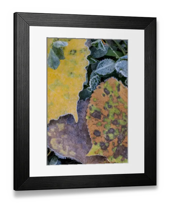 Framed Print : North America, USA, Utah. Frost Covered Aspen Leaves and Clover in Grand Staircase-Escalante Framed Print : North America, USA, Utah. Frost Covered Aspen Leaves and Clover in Grand Staircase-Escalante