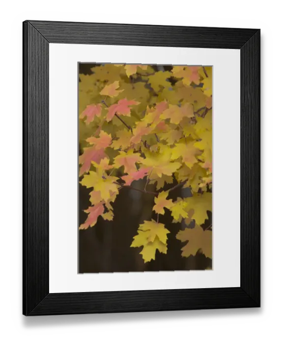 Framed Print : North America, USA, Utah, Zion National Park. Branch with yellow maple leaves, Zion National Park Framed Print : North America, USA, Utah, Zion National Park. Branch with yellow maple leaves, Zion National Park
