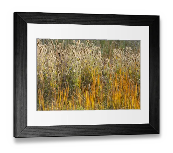 Framed Print : USA, Utah, Wasatch Mountains. Teasel weeds and cattails Framed Print : USA, Utah, Wasatch Mountains. Teasel weeds and cattails