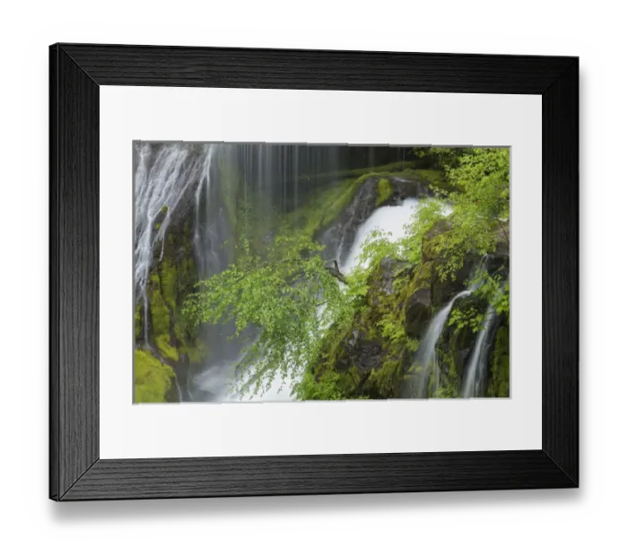 Framed Print : USA, Washington, Gifford Pinchot National Forest. Spring scenic of Panther Creek Waterfall Framed Print : USA, Washington, Gifford Pinchot National Forest. Spring scenic of Panther Creek Waterfall