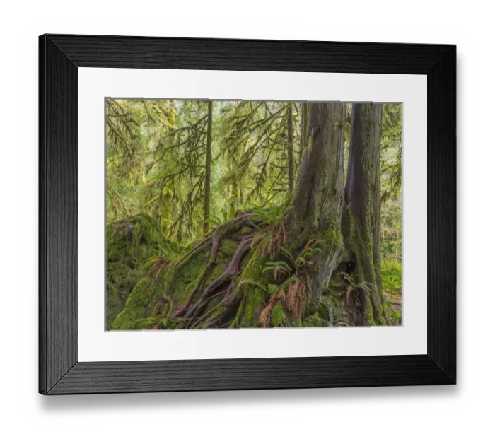 Framed Print : USA, Washington, Olympic National Park. Western red cedar growing on boulder. Credit as Framed Print : USA, Washington, Olympic National Park. Western red cedar growing on boulder. Credit as