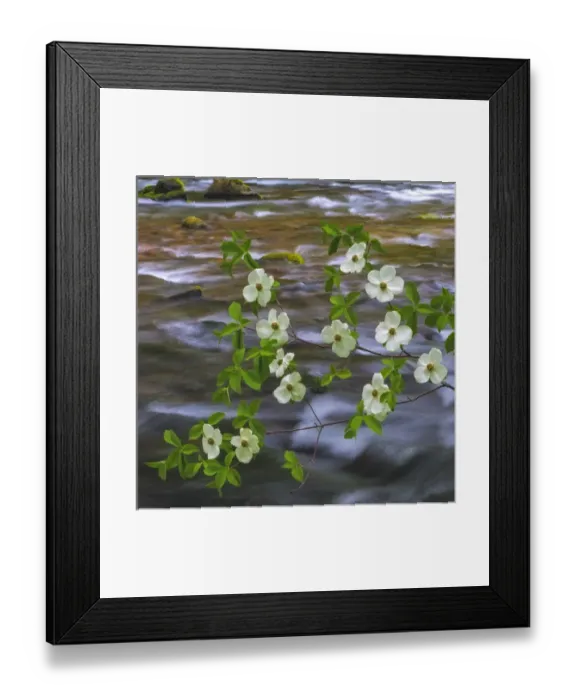 Framed Print : USA, Washington, Gifford Pinchot National Forest. Pacific dogwood branch over Panther Creek Framed Print : USA, Washington, Gifford Pinchot National Forest. Pacific dogwood branch over Panther Creek