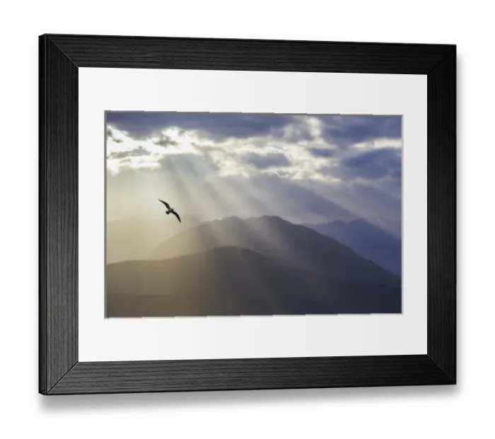 Framed Print : USA, Washington, Seabeck. Seagull and God rays over the Olympic Mountains. Credit as Framed Print : USA, Washington, Seabeck. Seagull and God rays over the Olympic Mountains. Credit as