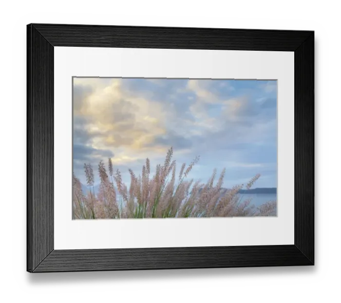 Framed Print : USA, Washington, Seabeck. Scenic of pennisetum ornamental grasses Framed Print : USA, Washington, Seabeck. Scenic of pennisetum ornamental grasses