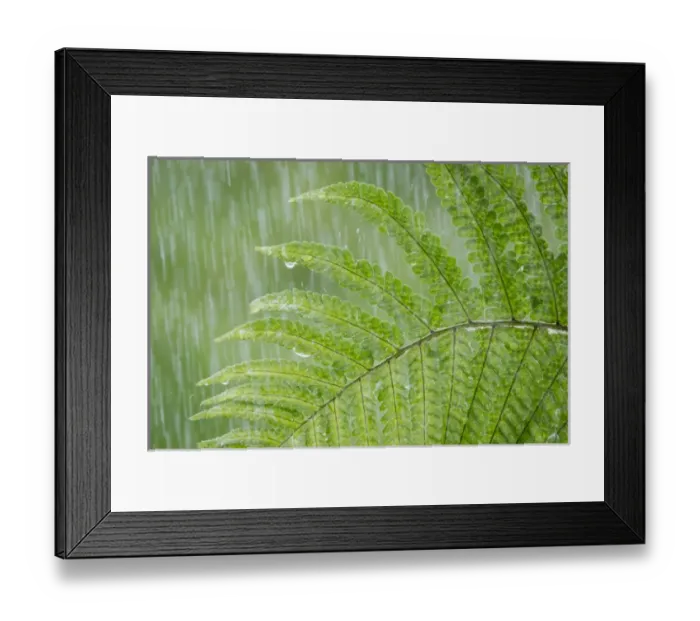 Framed Print : USA, Washington, Seabeck. Fern in rainfall