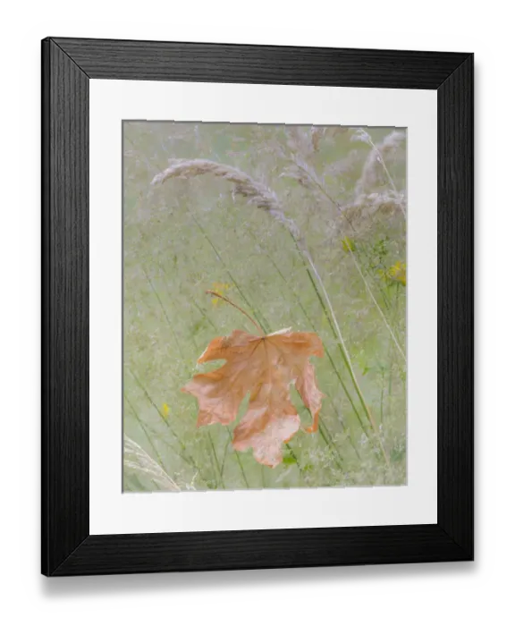 Framed Print : USA, Washington, Seabeck. Maple leaf in meadow grasses in meadow Framed Print : USA, Washington, Seabeck. Maple leaf in meadow grasses in meadow