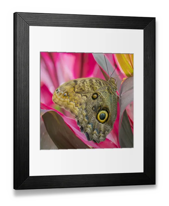 Framed Print : USA, Washington, Seattle. Close-up of owl butterfly Framed Print : USA, Washington, Seattle. Close-up of owl butterfly