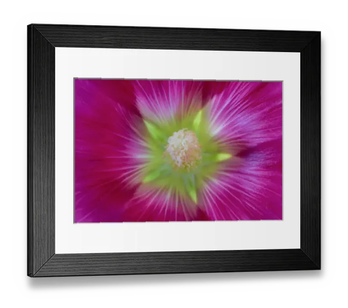 Framed Print : USA, Washington, Seabeck. Hollyhock blossom close-up Framed Print : USA, Washington, Seabeck. Hollyhock blossom close-up
