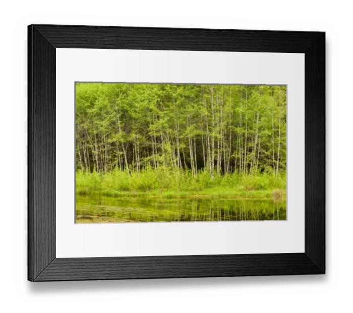 Framed Print : USA, Washington, Olympic National Park, Hoh Rain Forest, Panoramic view of white
