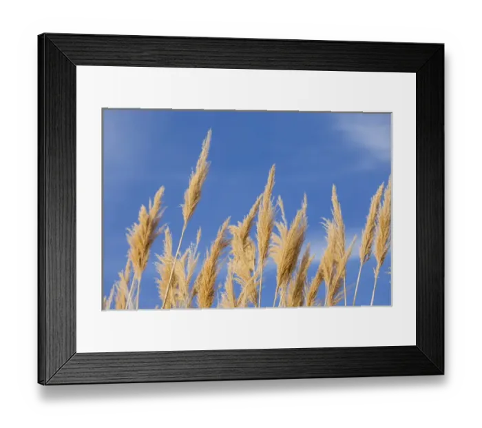 Framed Print : USA, Washington, Walla Walla County. McNary National Wildlife Refuge, Ravenna Grass Framed Print : USA, Washington, Walla Walla County. McNary National Wildlife Refuge, Ravenna Grass