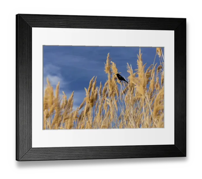 Framed Print : USA, Washington, Walla Walla County. McNary National Wildlife Refuge, Red-winged