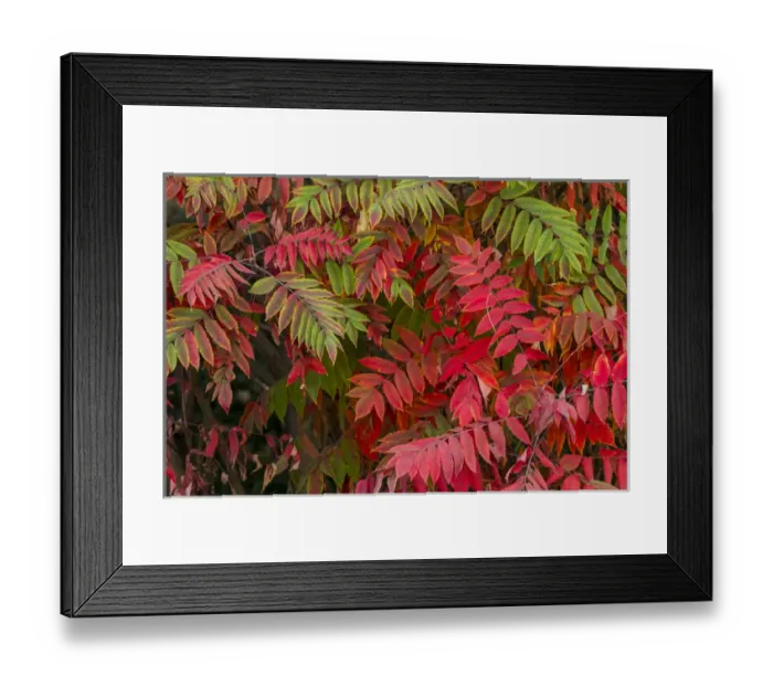 Framed Print : USA, Washington, Walla Walla County. Whitman Mission National Historic Site