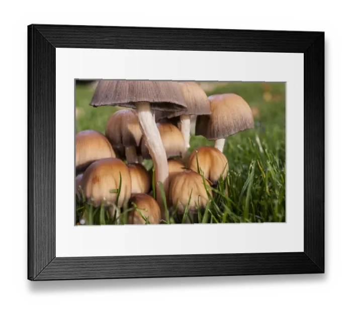 Framed Print : USA, Washington, Walla Walla County. Cluster of mushrooms Framed Print : USA, Washington, Walla Walla County. Cluster of mushrooms