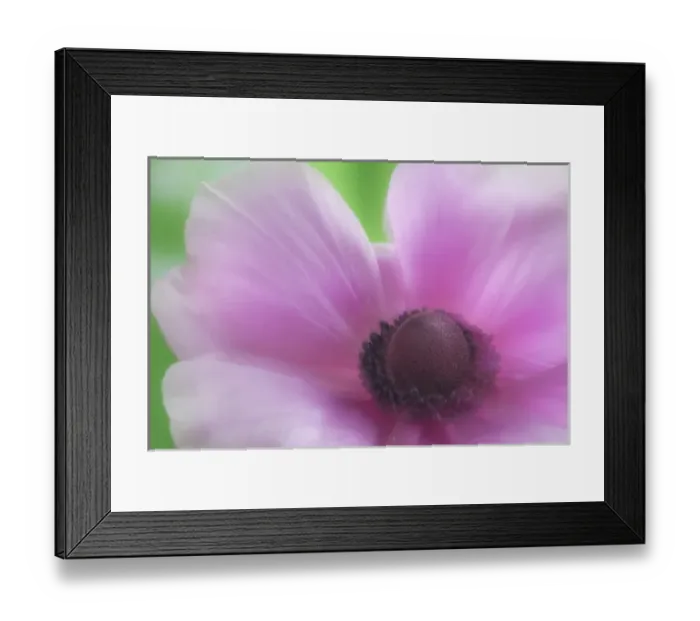 Framed Print : USA, Washington, Seabeck. Garden Flower; Anemone; abstract close-up Credit as: Don Framed Print : USA, Washington, Seabeck. Garden Flower; Anemone; abstract close-up Credit as: Don