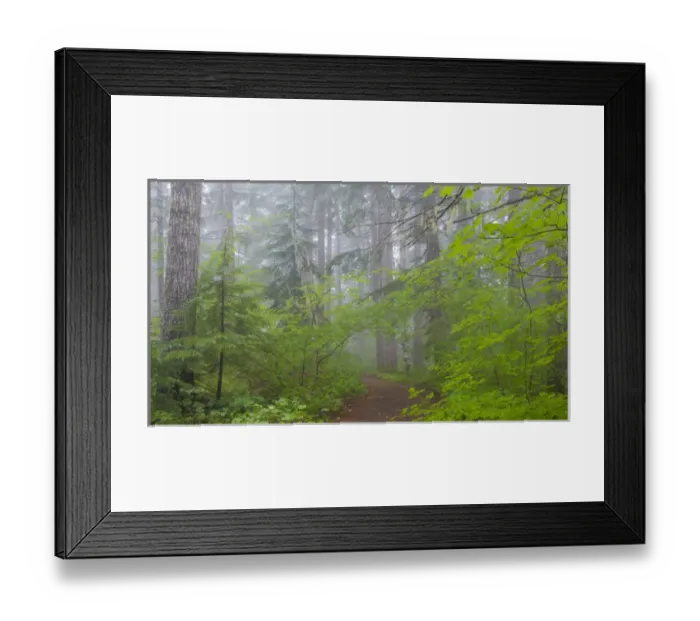 Framed Print : USA, Washington, Mount Rainier National Park Framed Print : USA, Washington, Mount Rainier National Park