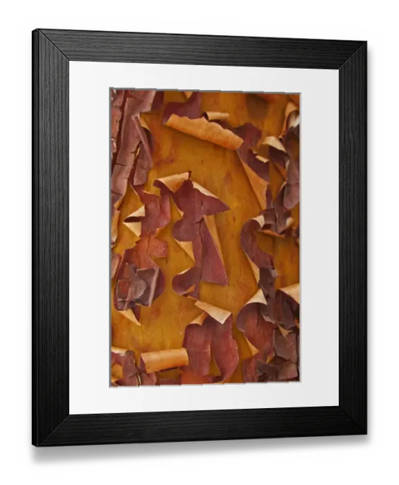 Framed Print : USA, Washington. Detail of Pacific madrona tree bark Framed Print : USA, Washington. Detail of Pacific madrona tree bark