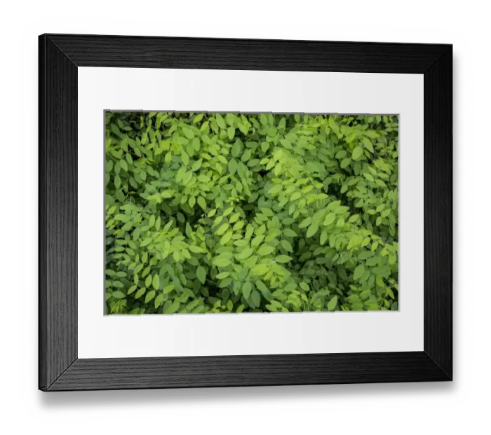 Framed Print : USA, Washington, San Juan Islands. Foliage close-up Framed Print : USA, Washington, San Juan Islands. Foliage close-up