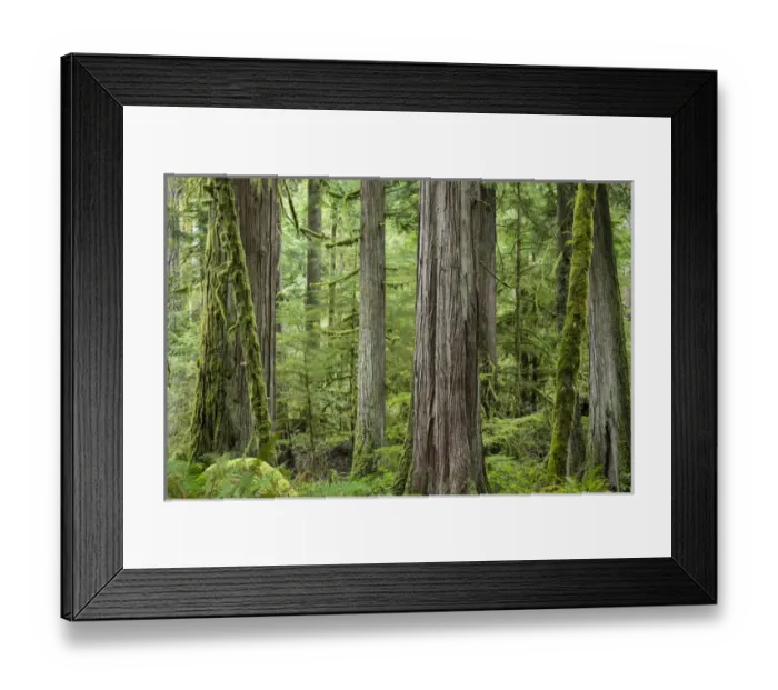 Framed Print : USA, Washington, Olympic National Park. Old growth forest on Barnes Creek Trail. Credit as Framed Print : USA, Washington, Olympic National Park. Old growth forest on Barnes Creek Trail. Credit as