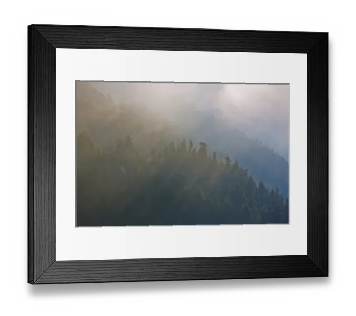 Framed Print : USA, Washington, Maple Grove. Coastal forest in morning fog Framed Print : USA, Washington, Maple Grove. Coastal forest in morning fog