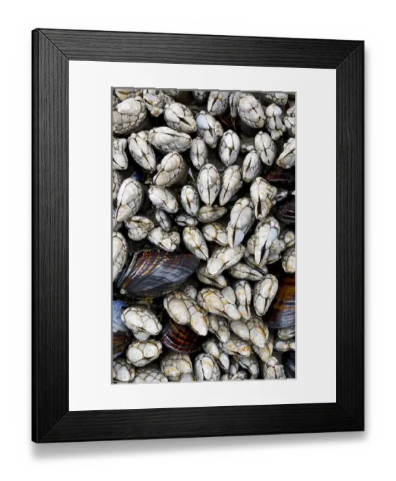Framed Print : USA, Washington, Olympic National Park. Gooseneck barnacles and clams. Credit as Framed Print : USA, Washington, Olympic National Park. Gooseneck barnacles and clams. Credit as