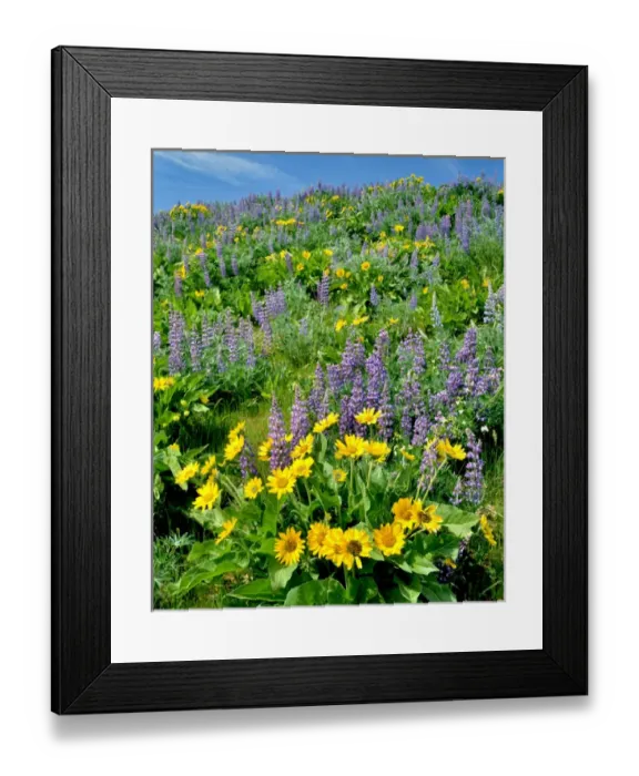 Framed Print : USA, Washington. Balsamroot and lupine in Columbia River Gorge National Scenic Area Framed Print : USA, Washington. Balsamroot and lupine in Columbia River Gorge National Scenic Area