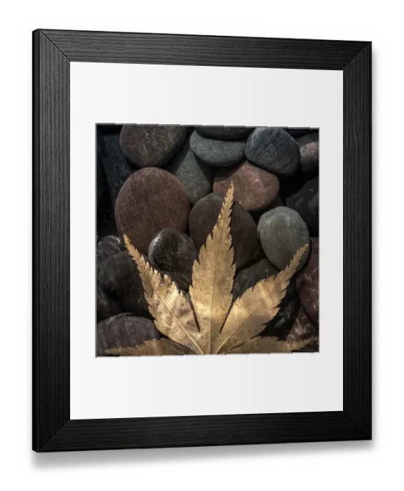 Framed Print : USA, Washington. Maple leaf on rocks. Credit as: Don Paulson / Jaynes Gallery / DanitaDelimont Framed Print : USA, Washington. Maple leaf on rocks. Credit as: Don Paulson / Jaynes Gallery / DanitaDelimont