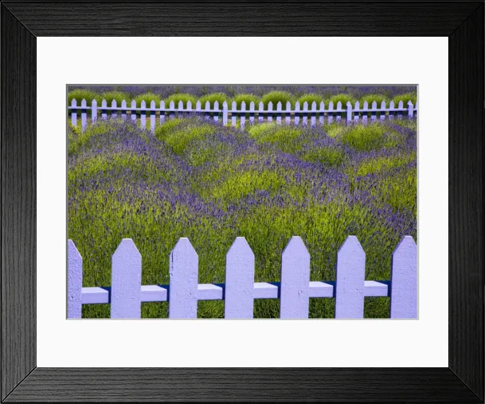 Framed Print : USA, Washington, Sequim. Field of lavender with picket fence Framed Print : USA, Washington, Sequim. Field of lavender with picket fence