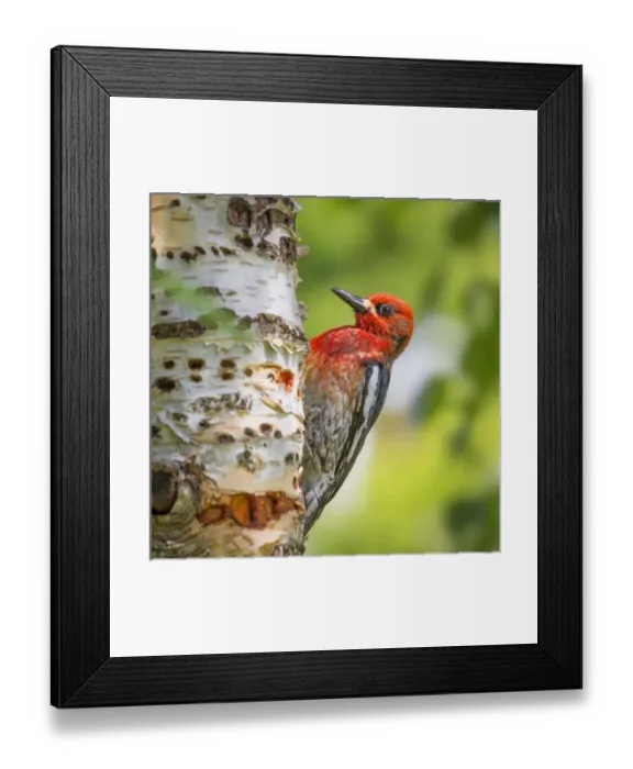 Framed Print : USA, Washington, Seabeck. Red-breasted sapsucker on paper birch tree. Credit as Framed Print : USA, Washington, Seabeck. Red-breasted sapsucker on paper birch tree. Credit as