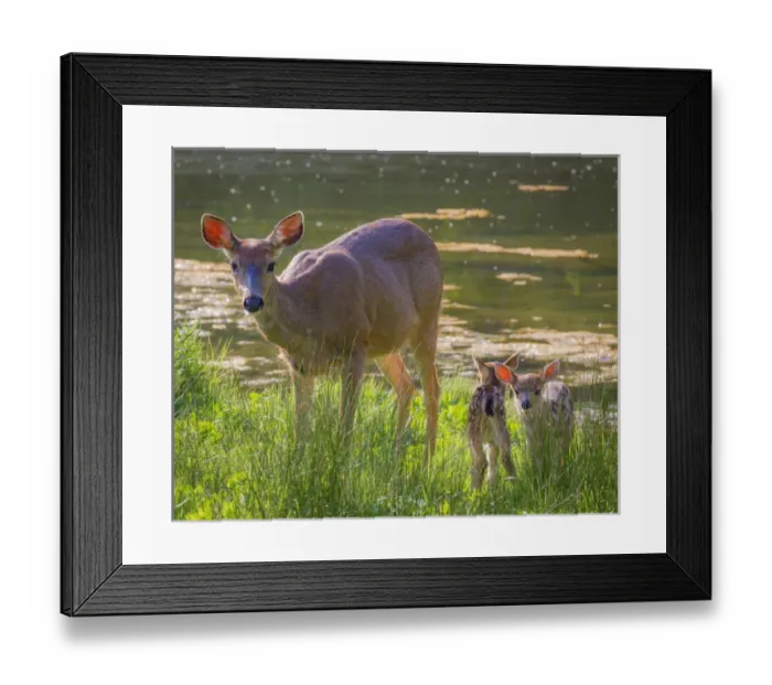 Framed Print : USA, Washington, Seabeck. Blacktail deer with twin fawns