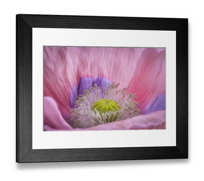 Framed Print : USA, Washington, Seabeck. Inside of poppy flower Framed Print : USA, Washington, Seabeck. Inside of poppy flower