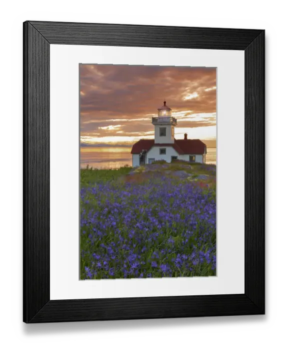 Framed Print : USA, Washington, San Juan Islands. Patos Lighthouse and camas flowers at sunset. Credit as Framed Print : USA, Washington, San Juan Islands. Patos Lighthouse and camas flowers at sunset. Credit as