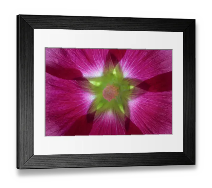 Framed Print : USA, Washington, Seabeck. Hollyhock blossom composite Framed Print : USA, Washington, Seabeck. Hollyhock blossom composite