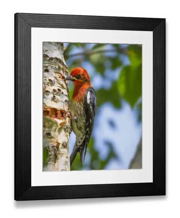 Framed Print : USA, Washington, Seabeck. Red-breasted sapsucker on paper birch tree. Credit as