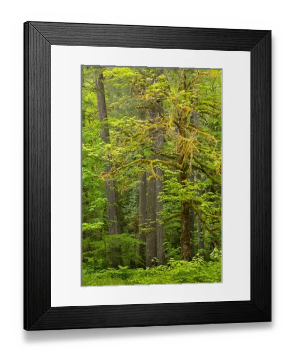 Framed Print : USA, Washington, Gifford Pinchot National Forest. Big leaf maple tree scenic. Credit as Framed Print : USA, Washington, Gifford Pinchot National Forest. Big leaf maple tree scenic. Credit as