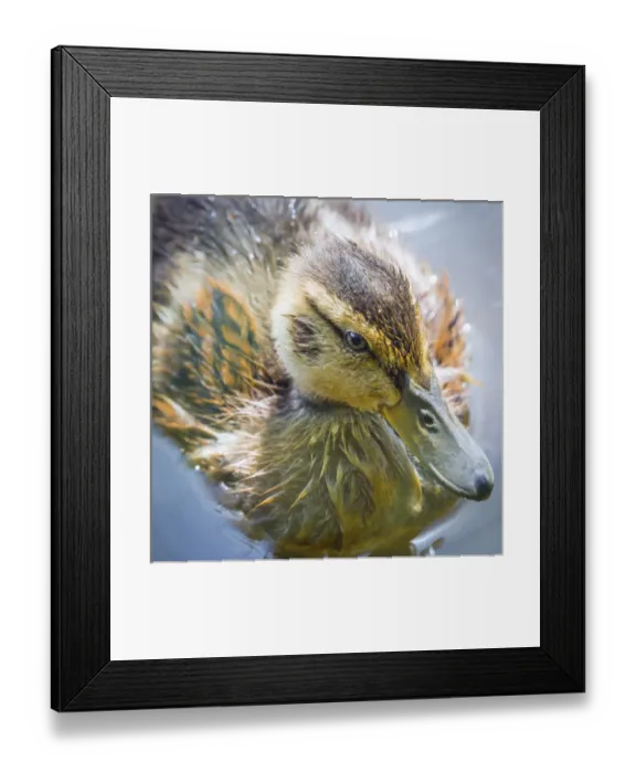 Framed Print : USA, Washington, Seabeck. Mallard duck chick close-up