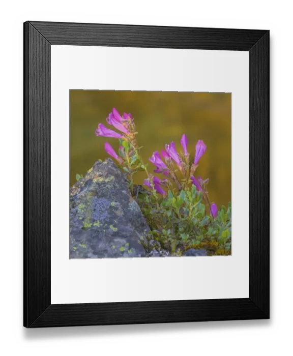 Framed Print : USA, Washington, Wenatchee National Forest Framed Print : USA, Washington, Wenatchee National Forest