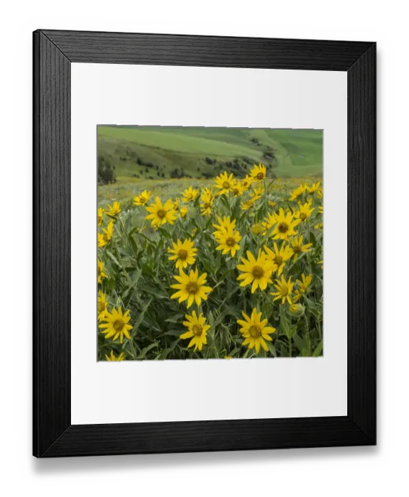 Framed Print : USA, Washington, Kamiak Butte County Park. Douglass sunflowers scenic. Credit as